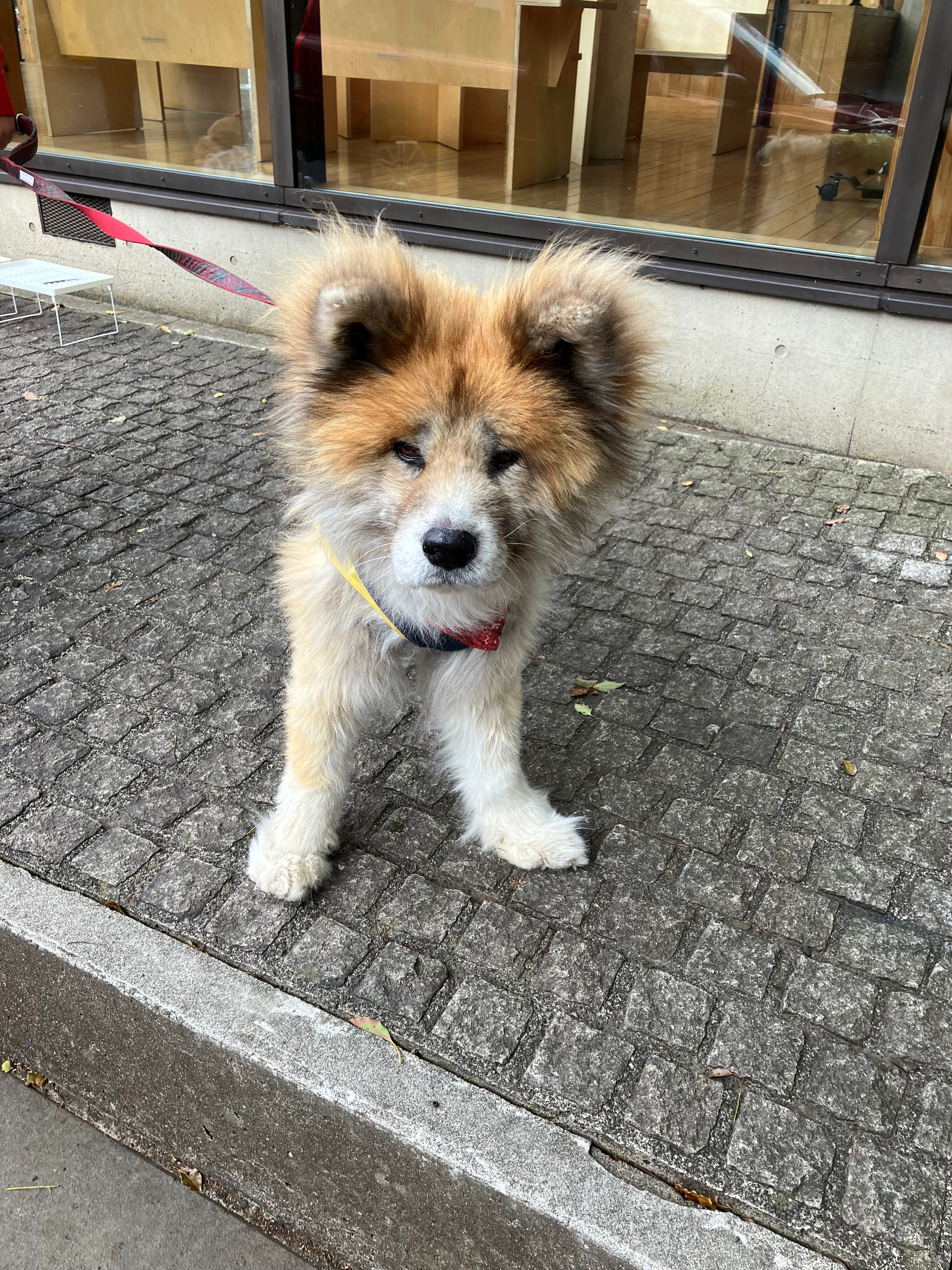 3月 | 2025 | ハチ公&Dr.UENO Cafe