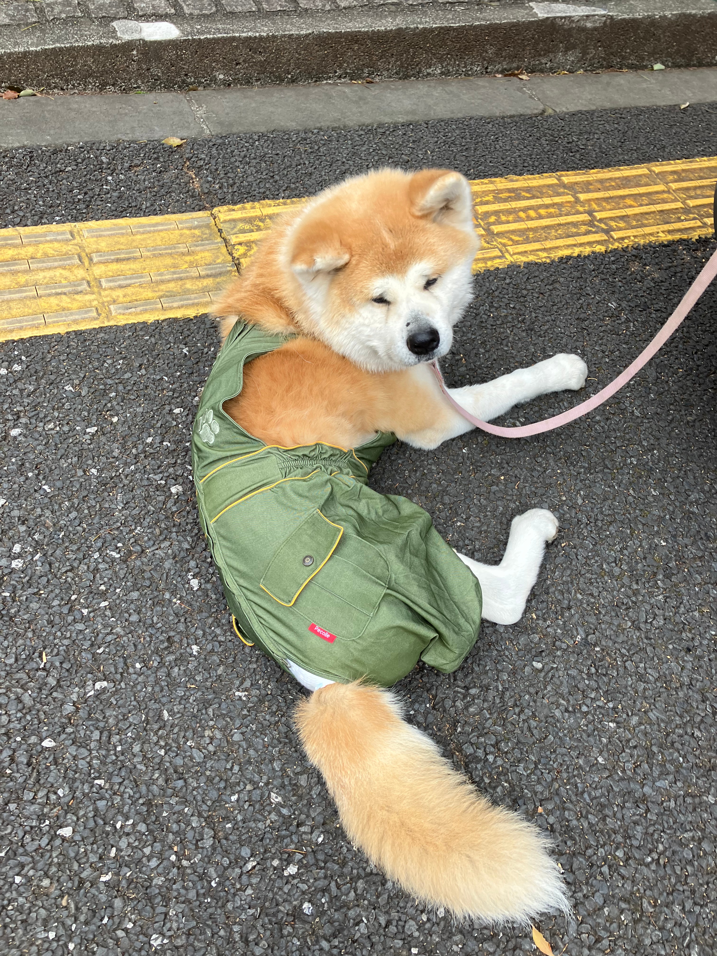 3月 | 2025 | ハチ公&Dr.UENO Cafe