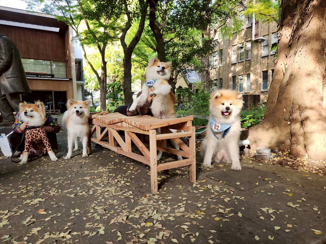 11月 | 2025 | ハチ公&Dr.UENO Cafe