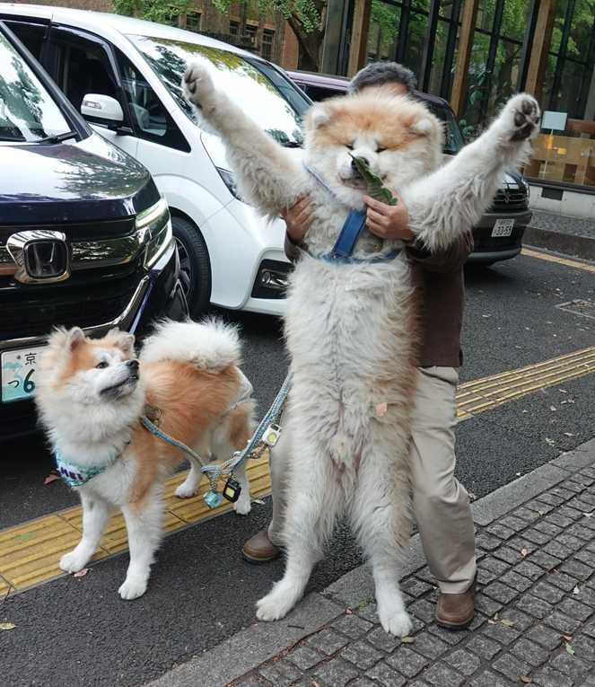 ハチ公 初代ハチ公像作った鹿児島出身の安藤照 東京・渋谷で彫刻家の全貌に